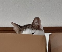 ネコ写真