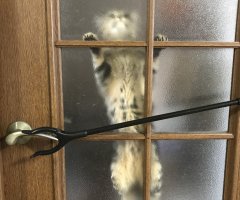 ネコ写真