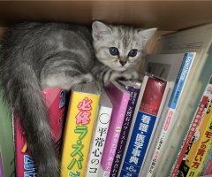 ネコ写真