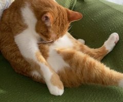ネコ写真
