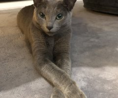 ネコ写真