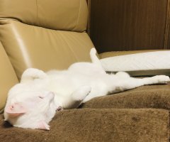 ネコ写真