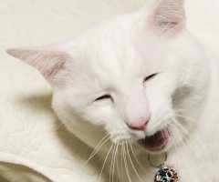 ネコ写真
