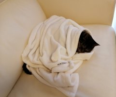 ネコ写真