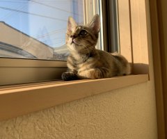 ネコ写真