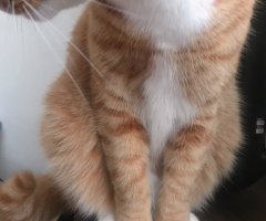 ネコ写真