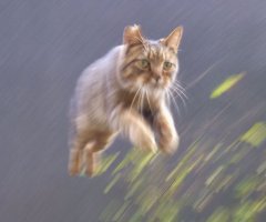 ネコ写真