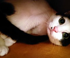 ネコ写真