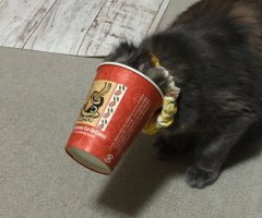 猫写真