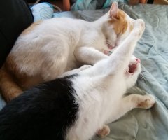ネコ写真