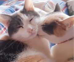 ネコ写真
