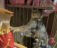 ネコ写真