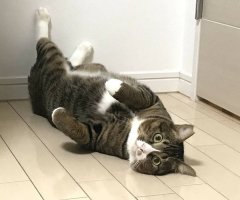 ネコ写真