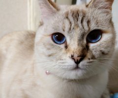 ネコ写真