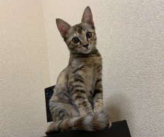 ネコ写真