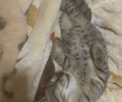 ネコ写真