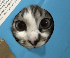 ネコ写真