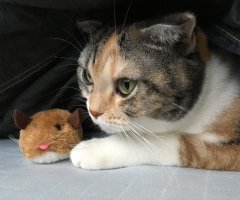 ネコ写真