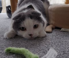 ネコ写真