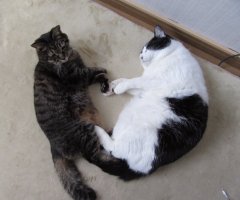 ネコ写真