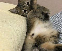 ネコ写真