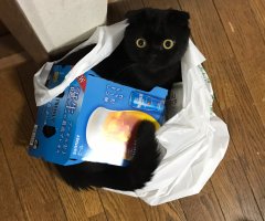 ネコ写真