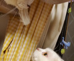 ネコ写真