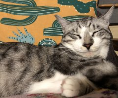 ネコ写真