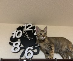 ネコ写真