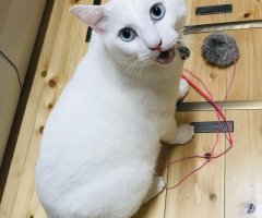 ネコ写真