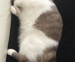 ネコ写真