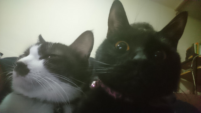 自撮り かわいい猫写真 猫画像の投稿サイト ネコジルシ