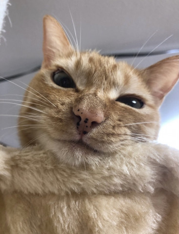 笑顔祭り ニヤリ かわいい猫写真 猫画像の投稿サイト ネコジルシ