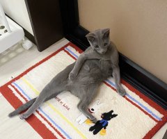 猫写真