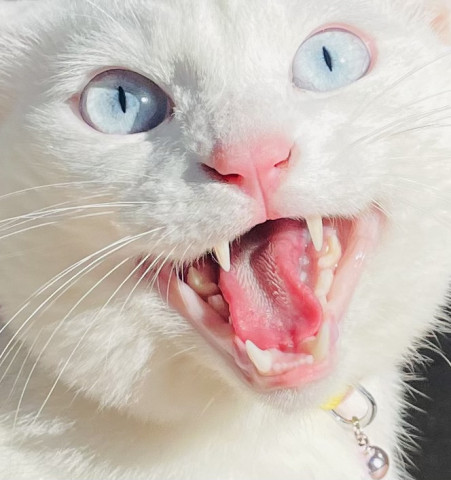 誠に遺憾である まるおも怒ってるにゃ かわいい猫写真 猫画像の投稿サイト ネコジルシ