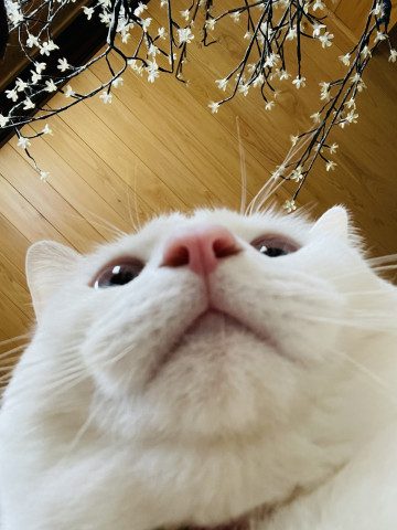 二重顎 かわいい猫写真 猫画像の投稿サイト ネコジルシ