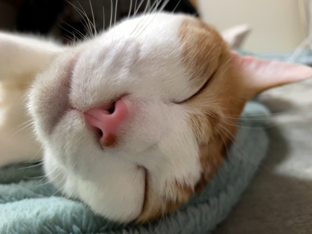 笑ってる かわいい猫写真 猫画像の投稿サイト ネコジルシ