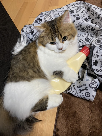 僕のマヨネーズだなゃー - ネコ写