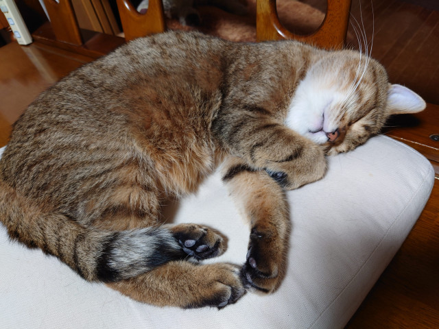 満腹寝 かわいい猫写真 猫画像の投稿サイト ネコジルシ