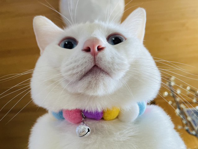 雪だるまみたい かわいい猫写真 猫画像の投稿サイト ネコジルシ