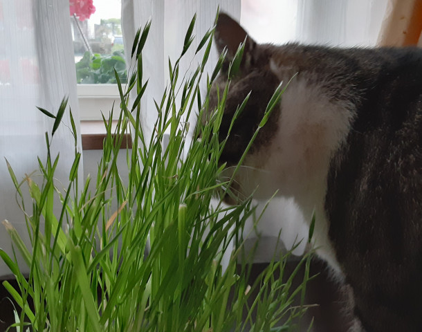 猫草の実 かわいい猫写真 猫画像の投稿サイト ネコジルシ