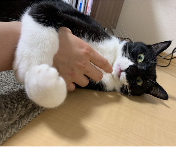 そんな顔しないで かわいい猫写真 猫画像の投稿サイト ネコジルシ