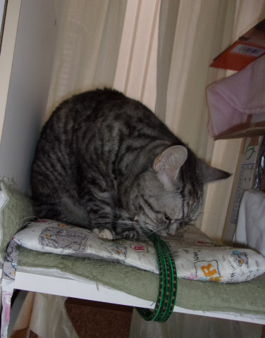 脳の満腹中枢が壊れてます かわいい猫写真 猫画像の投稿サイト ネコジルシ