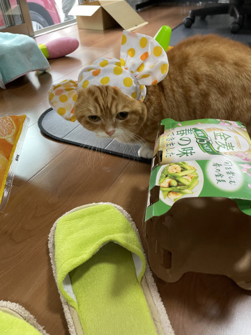 パパお誕生日おめでとう かわいい猫写真 猫画像の投稿サイト ネコジルシ