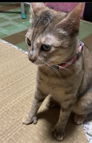 保護猫 セクシーなママ猫 茶々さん かわいい猫写真 猫画像の投稿サイト ネコジルシ