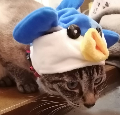 河豚 シャルル ふぐふぐ かわいい猫写真 猫画像の投稿サイト ネコジルシ