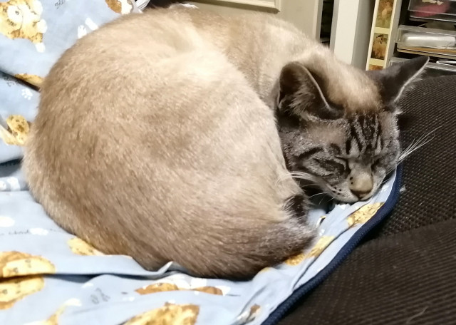 ナマコ寝 かわいい猫写真 猫画像の投稿サイト ネコジルシ ナマコ寝 かわいい猫写真 猫画像の投稿サイト ネコジルシ