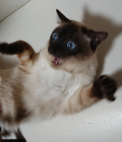 ちょっ ちょっ ちょっと待って かわいい猫写真 猫画像の投稿サイト ネコジルシ