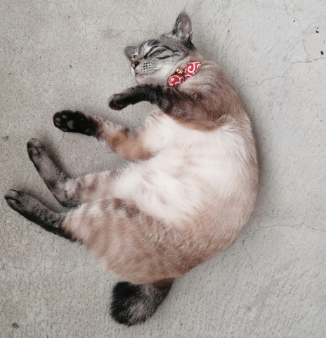 踊るのにゃ🐾 - かわいい猫写真u0026猫画像の投稿サイト - ネコジルシ
