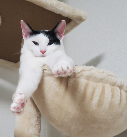 顎なし かわいい猫写真 猫画像の投稿サイト ネコジルシ